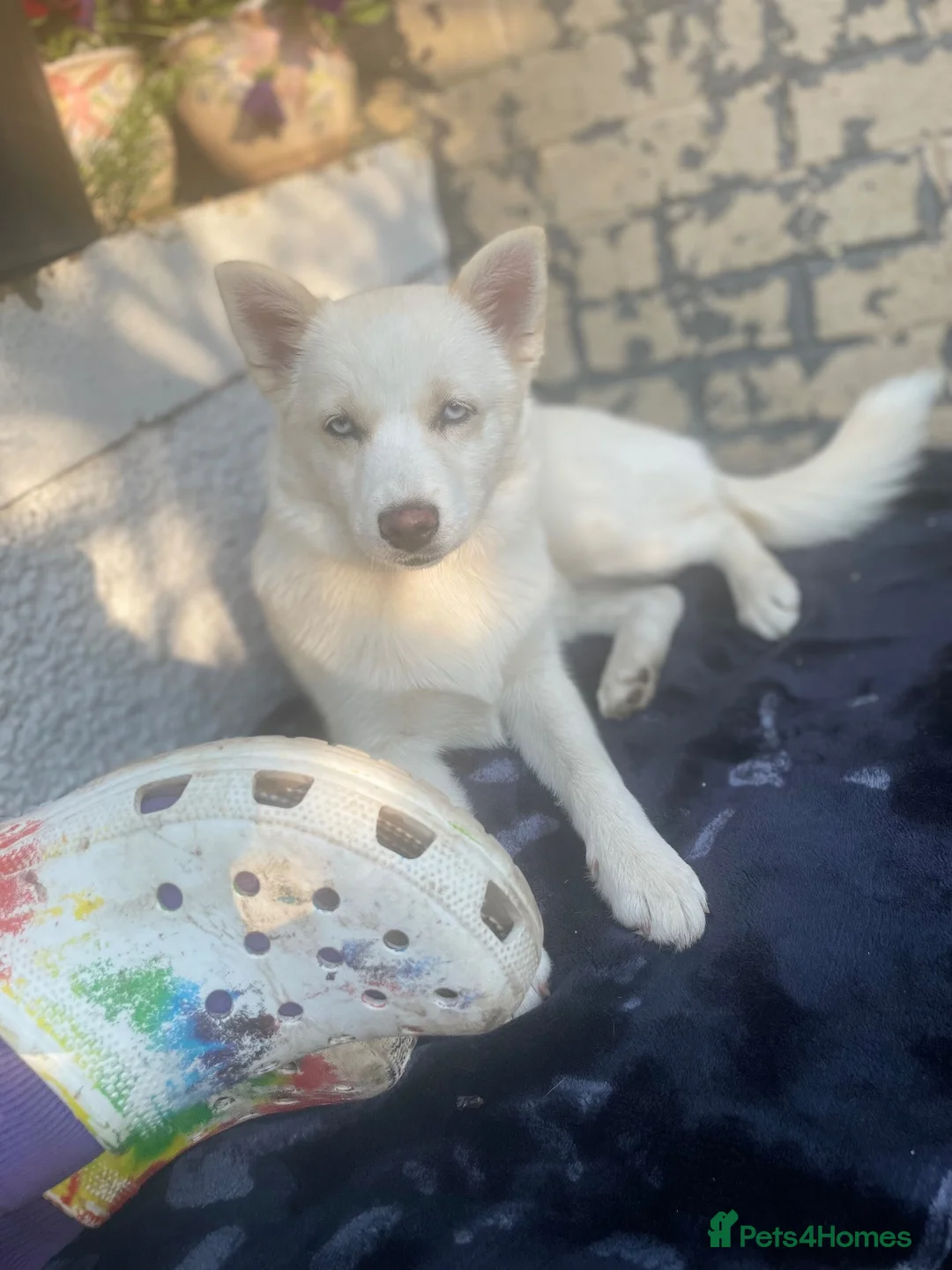 Pomsky dogs for sale: Pomsky Miniature Husky looking for a new home  - Advert 1