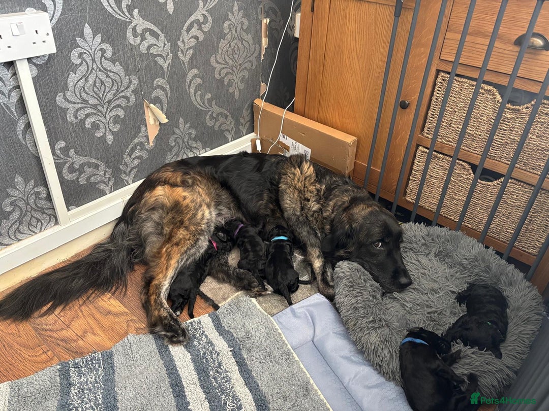 Mixed Breed dogs for sale: Shepadoodles - Image 3