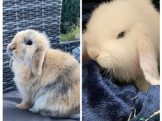 Mini Lop rabbits Gorgeous Mini Lop Buck (11 weeks) & Doe (7m) - Advert 17