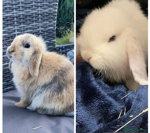 Mini Lop rabbits Gorgeous Mini Lop Buck (11 weeks) & Doe (7m) - Advert 18