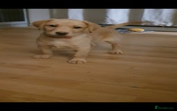 Labrador Retriever dogs for sale: 🌟Yellow Bitch KC Reg Pick of The Litter - Image 5