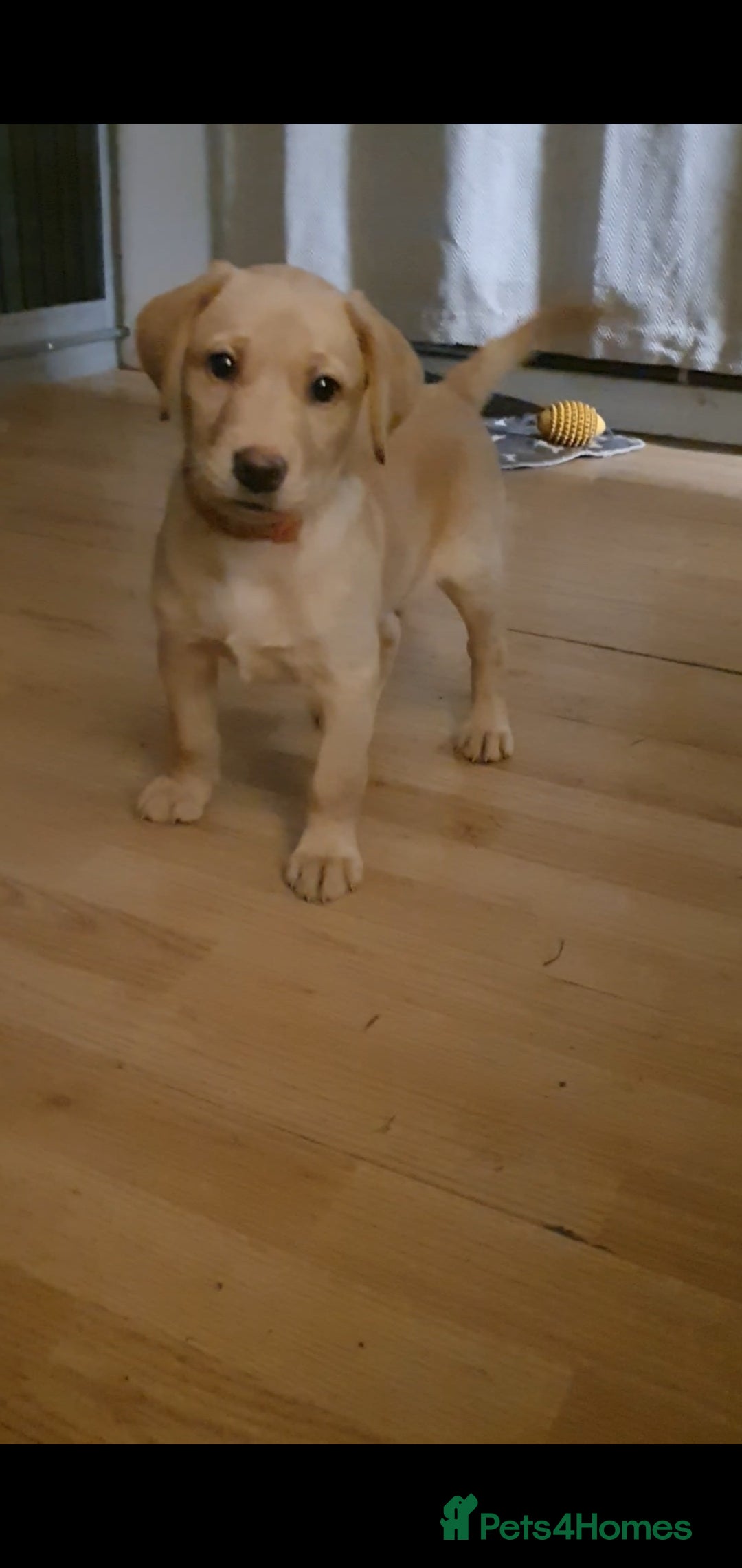 Labrador Retriever dogs for sale: 🌟Yellow Bitch KC Reg Pick of The Litter - Image 5