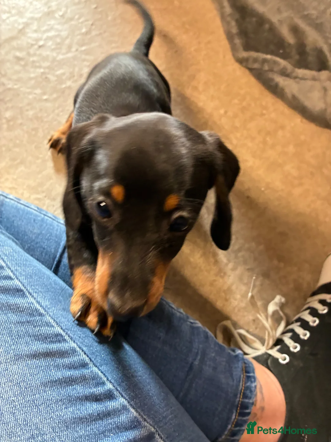 Dachshund dogs for sale: Daschund Puppies in Bridgwater - Advert 2