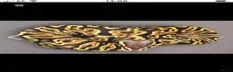 Python Snake reptiles for sale: GHI Pastel male and Fire Clown het Pied male - Advert 2
