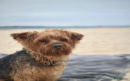 Yorkshire Terrier dogs for sale: Adorable Yorkshire Terrier Puppies. - Image 7