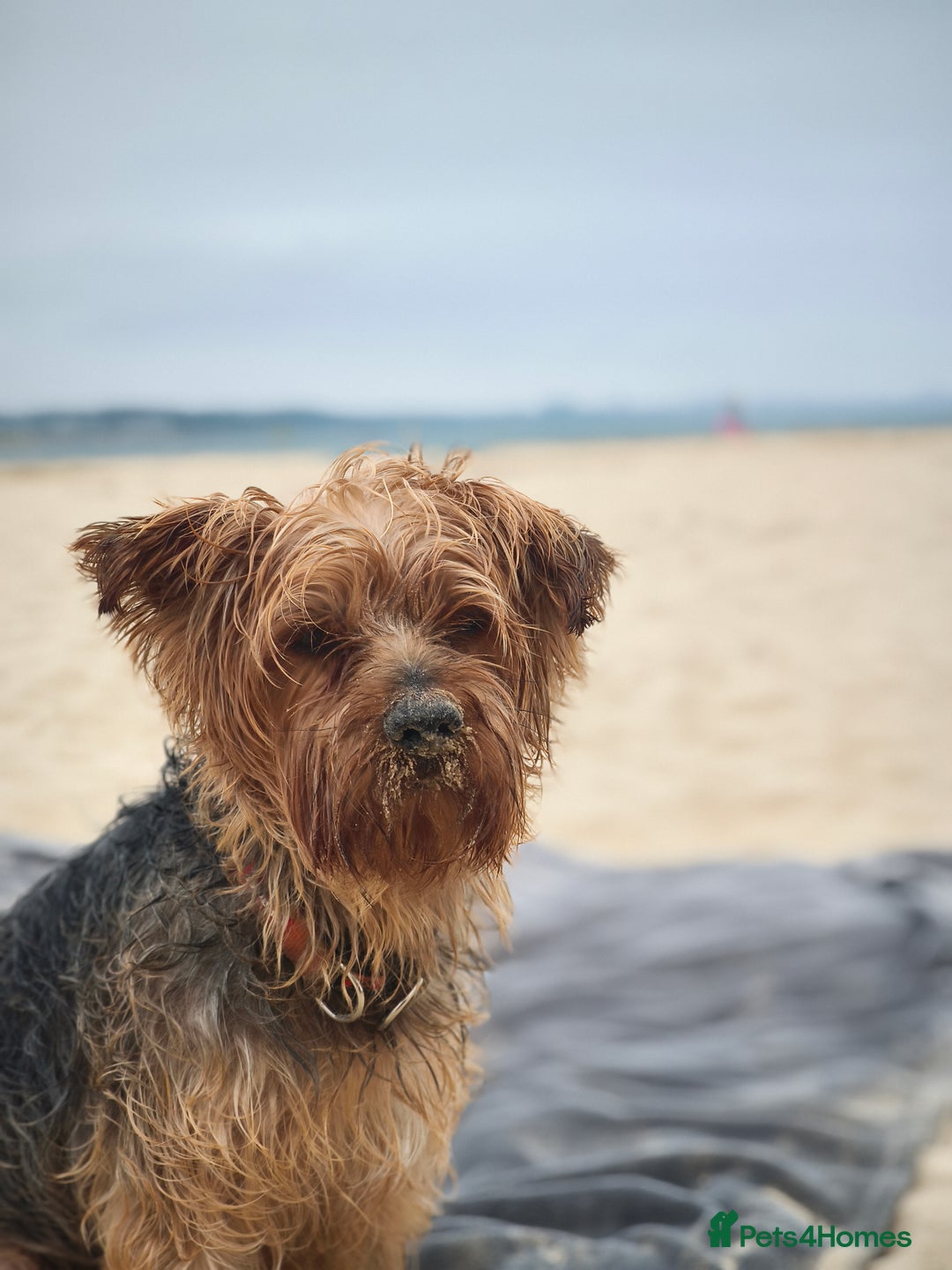 Yorkshire Terrier dogs for sale: Adorable Yorkshire Terrier Puppies. - Image 7