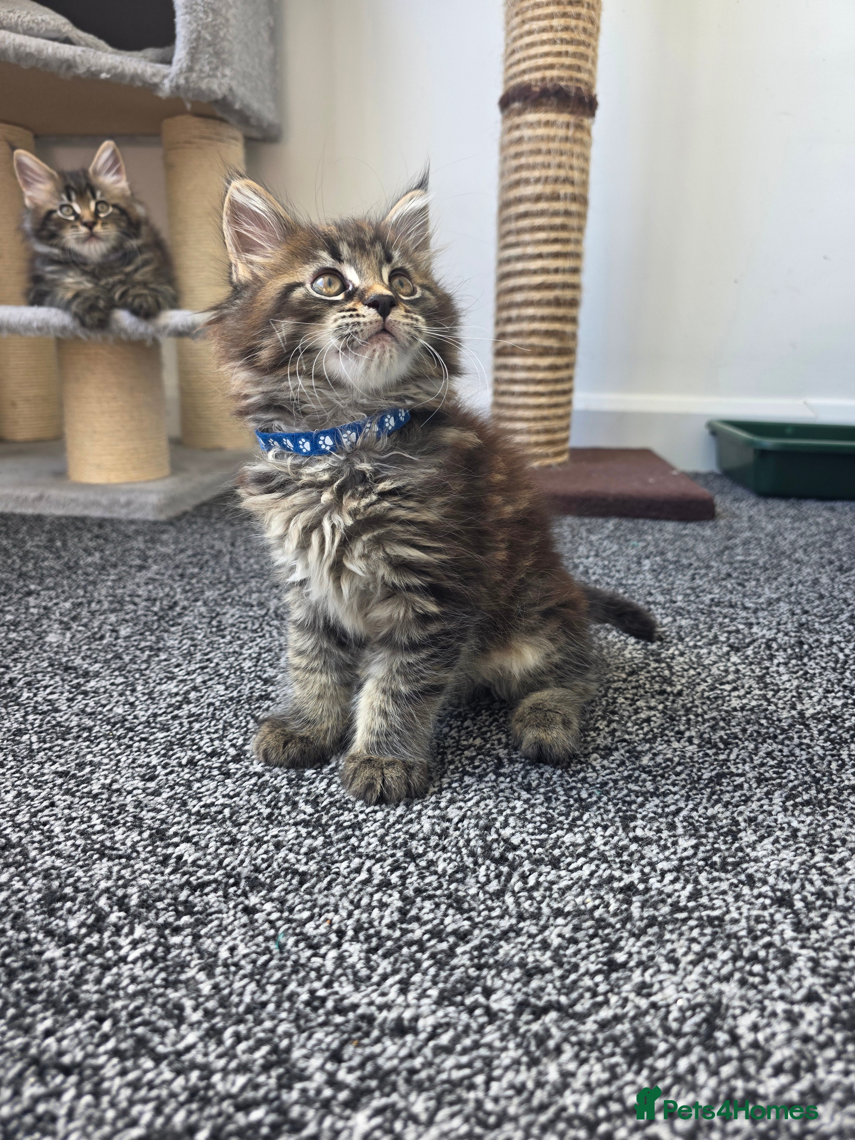 Maine Coon cats Maine coon pedigree kittens  - Advert 2