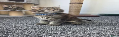 Maine Coon 2