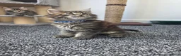 Maine Coon cats for sale: Maine coon pedigree kittens  - Advert 2