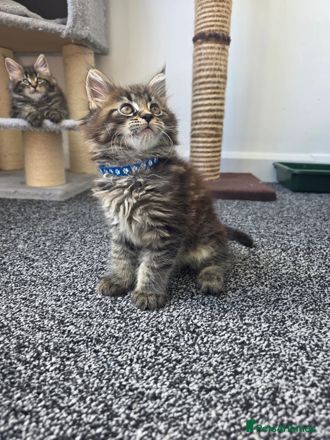 Maine Coon cats for sale: Maine coon pedigree kittens  - Advert 2