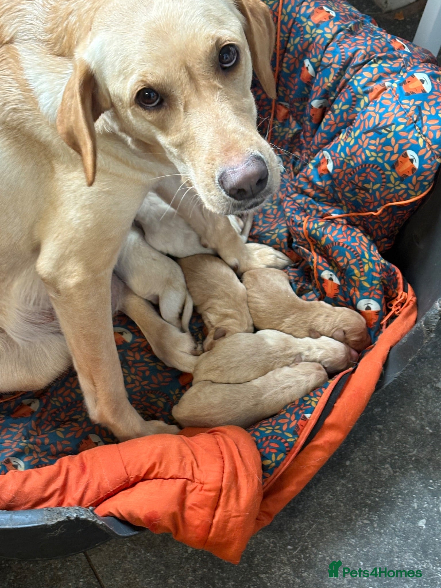 Labrador Retriever dogs Labrador Retriever Puppies 4 Boys & 1 Girl - Advert 1