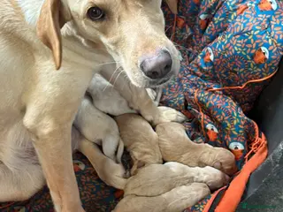 Labrador Retriever dogs Labrador Retriever Puppies 4 Boys & 1 Girl - Advert 6
