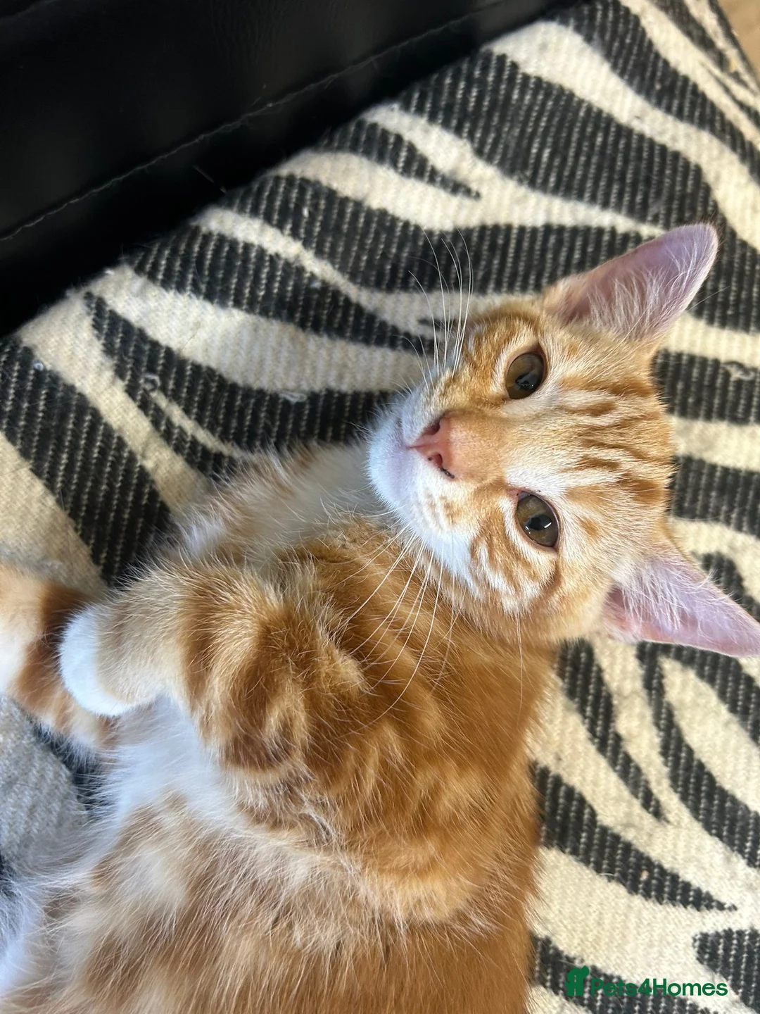Mixed Breed cats for sale: 4 Kittens  - Advert 2