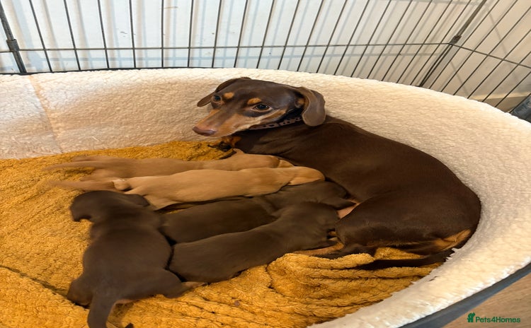 Dachshund dogs - Advert 1