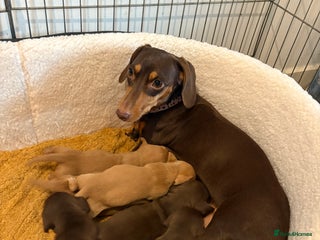 Dachshund dogs - Advert 17
