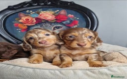 Miniature Dachshund dogs for sale: KC PRA clear Miniature dachshund puppies  - Image 9