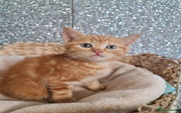 British Shorthair cats for sale: Beautiful BSH kittens from genetic tested parents - Image 13