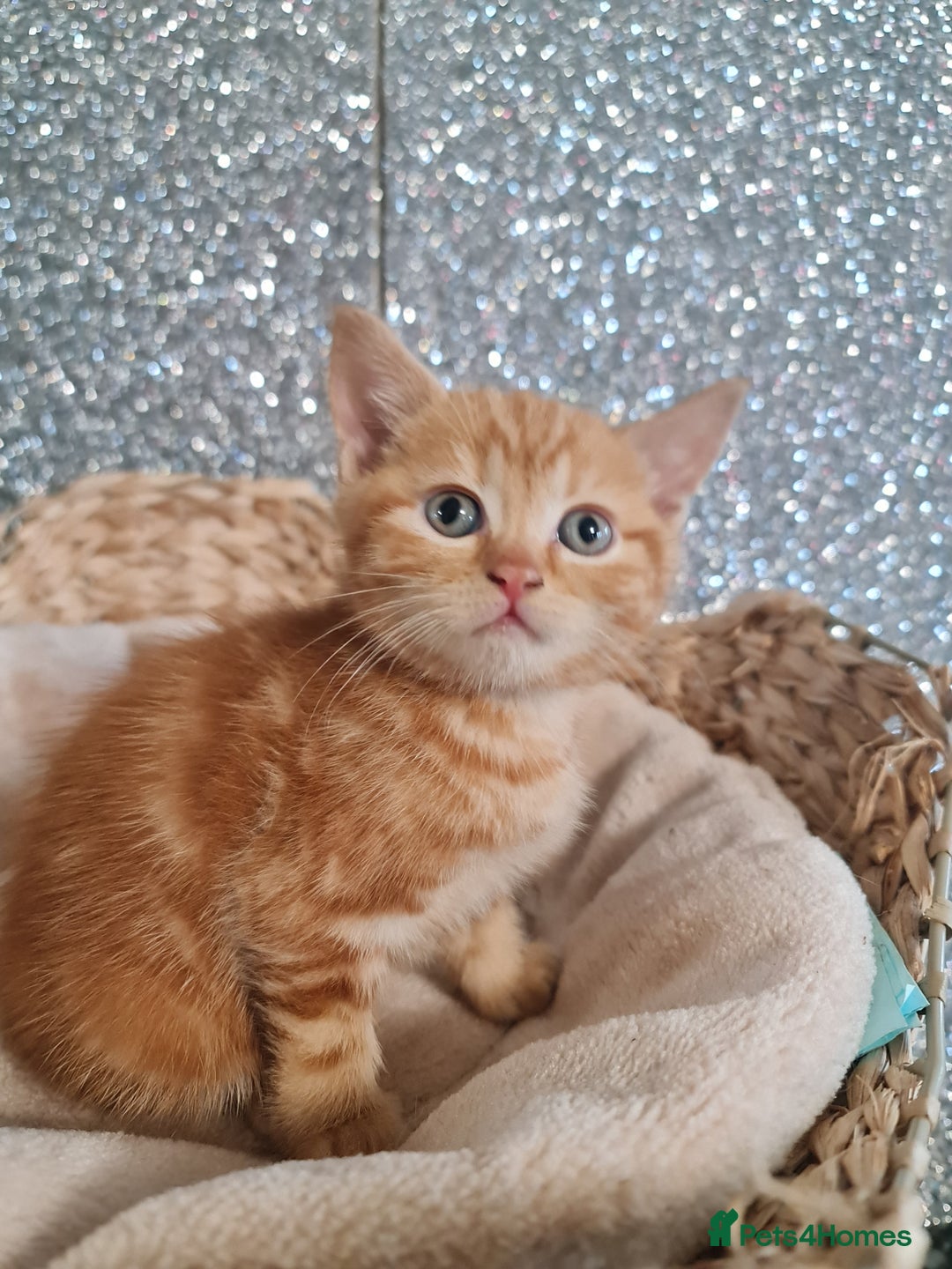 British Shorthair cats for sale: Beautiful BSH kittens from genetic tested parents - Image 13
