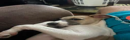 Whippet dogs for sale: 4 beautiful KC whippet puppies! - Advert 3