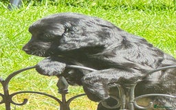 Cockapoo dogs for sale: 2 left! Will you be my forever home? F2 cockapoos  - Image 15