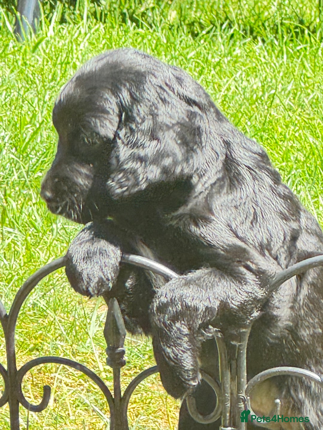 Cockapoo dogs for sale: 2 left! Will you be my forever home? F2 cockapoos  - Image 15