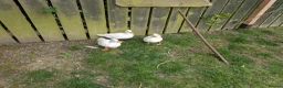 Ducks poultry for sale: Trio white call ducks  - Advert 6