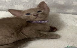 Oriental cats for sale: Oriental X Siamese  - Image 3