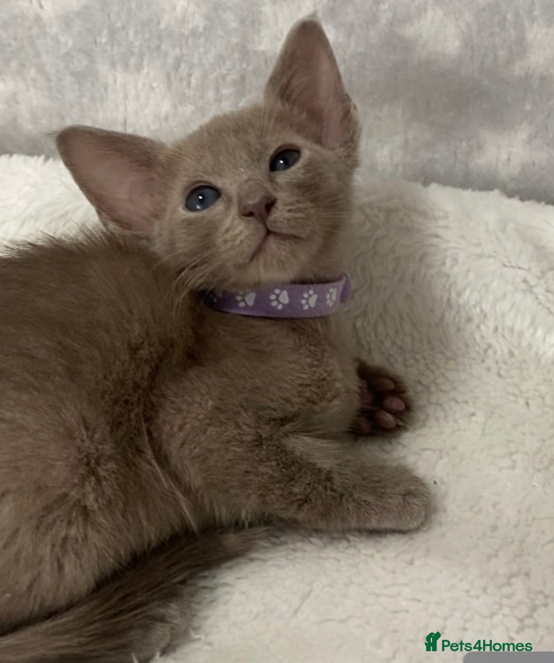 Oriental cats for sale: Oriental X Siamese  - Image 3