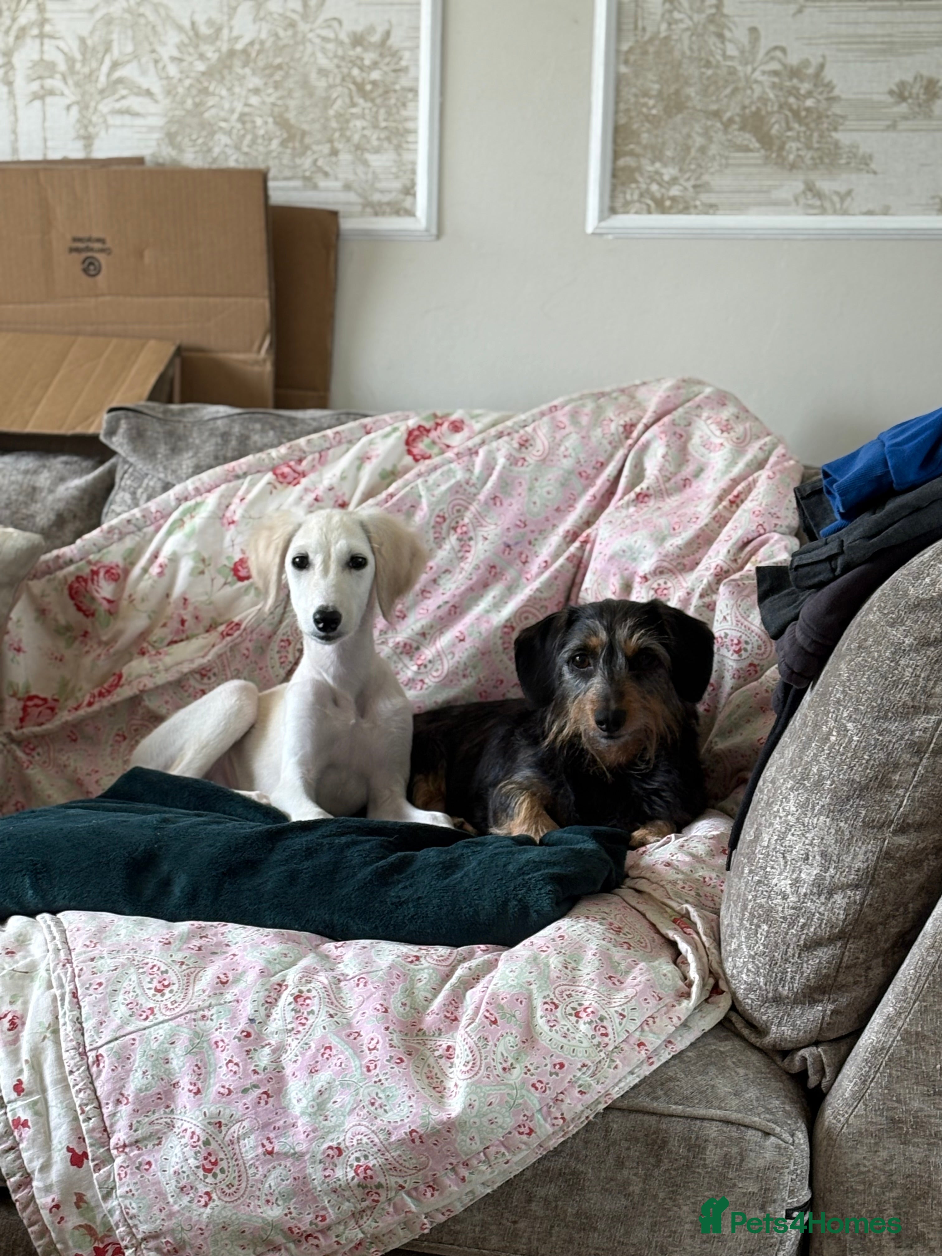 Saluki dogs Saluki 4 months old  - Advert 3