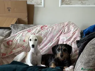 Saluki dogs Saluki 4 months old - Advert 3