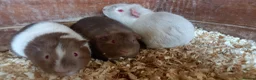 Guinea Pig rodents for sale: Baby Guinea Pigs for Sale - Advert 5