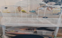 Budgerigars birds for sale: 2 Budgies looking for new loving home - Image 3