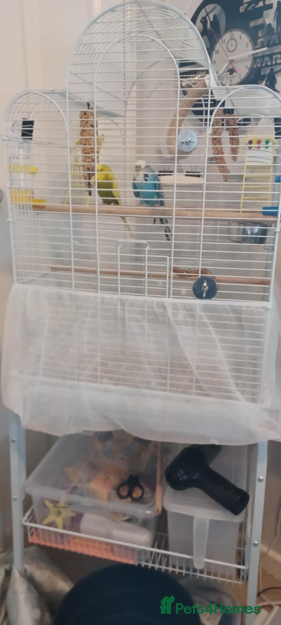 Budgerigars birds for sale: 2 Budgies looking for new loving home - Image 3
