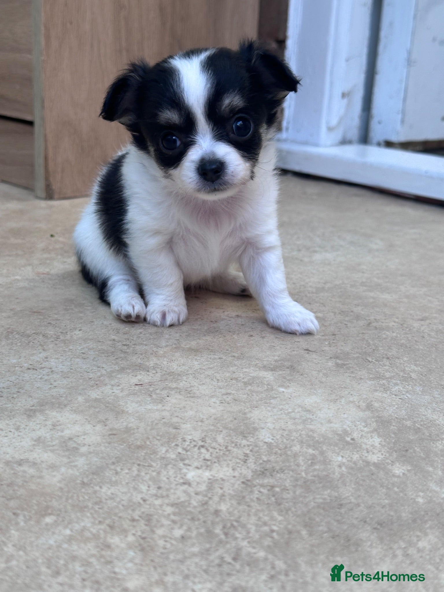 Chihuahua dogs Puppies - Advert 14