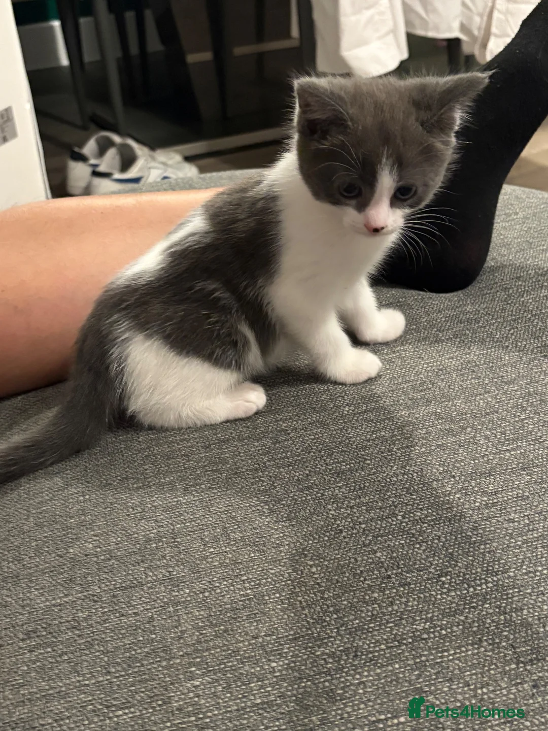 Mixed Breed cats for sale: Ragdoll/British short hair  - Advert 1