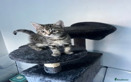 Mixed Breed cats for sale: Half bengal / tabby’s  - Image 10