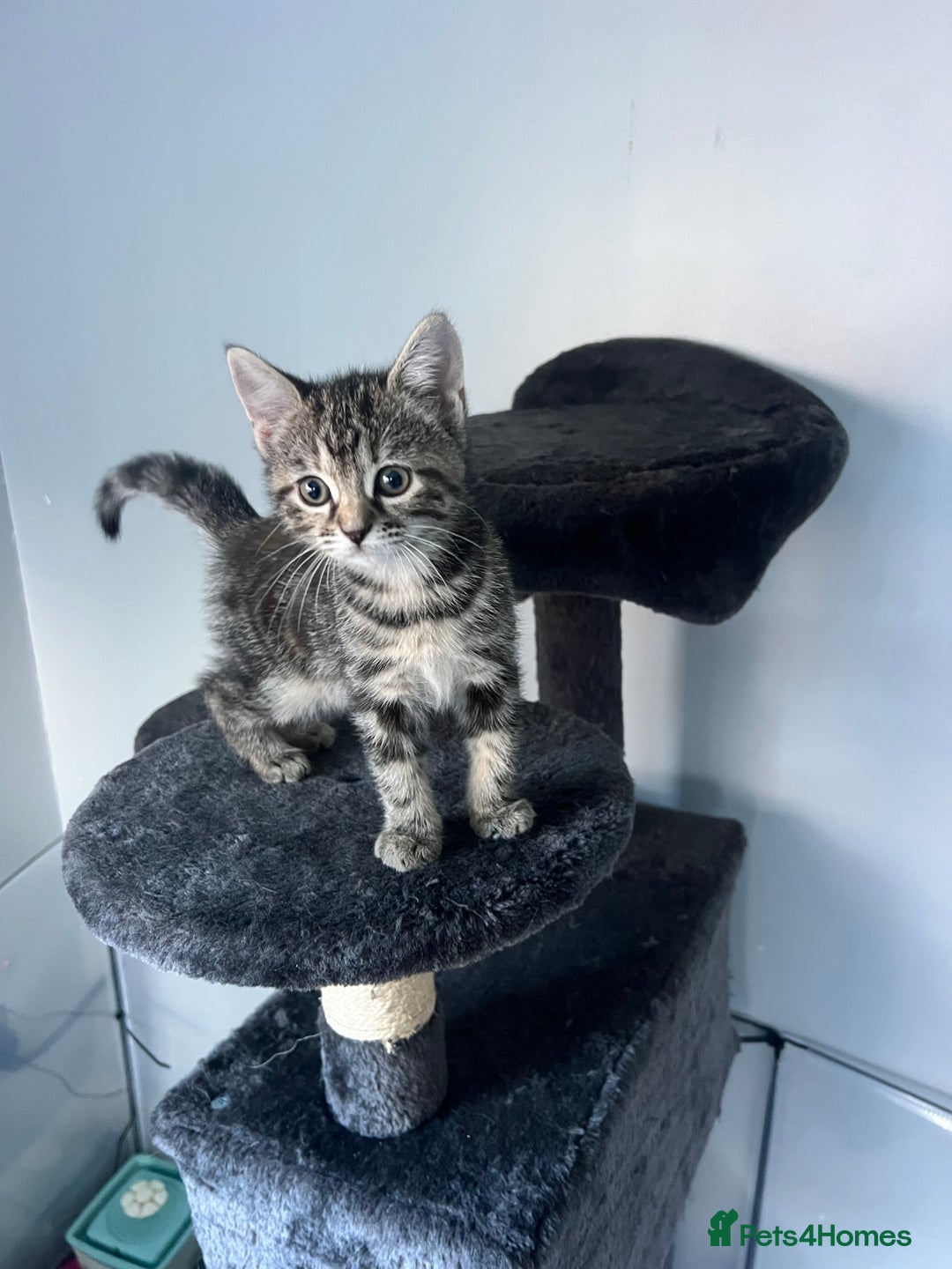 Mixed Breed cats for sale: Half bengal / tabby’s  - Image 10