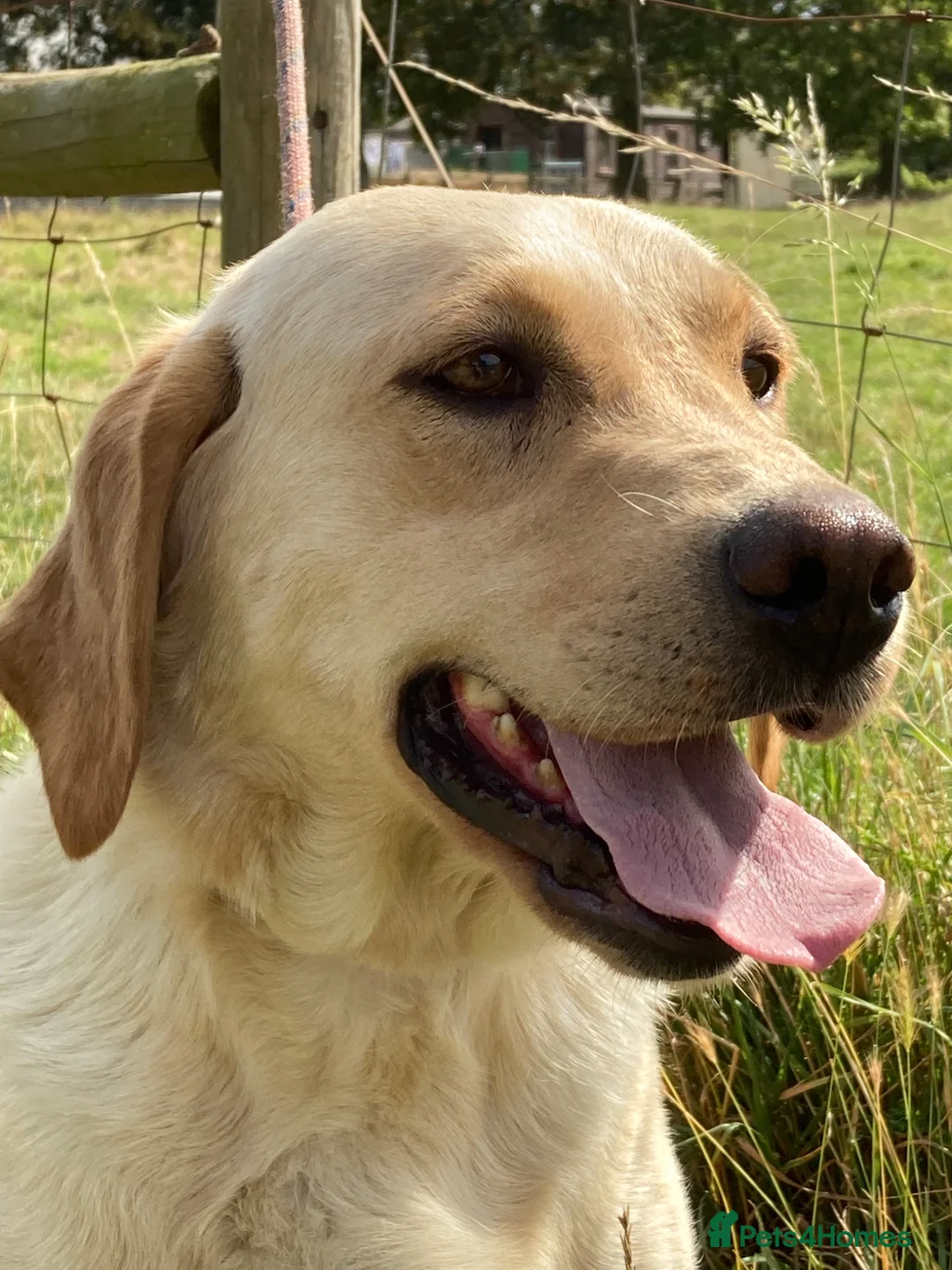 Labrador Retriever dogs for sale: Beautiful bouncy yellow Labrador puppies - Advert 2