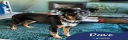 Mixed Breed dogs for adoption: Meet Dave,  currently residing in Aberdeen - Advert 1