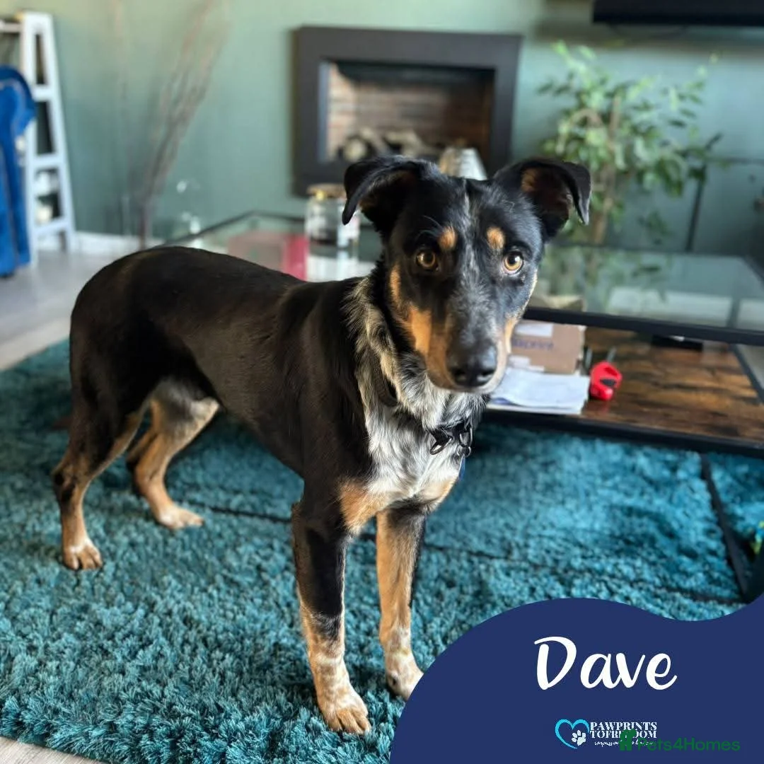 Mixed Breed dogs for adoption: Meet Dave,  currently residing in Aberdeen - Advert 1