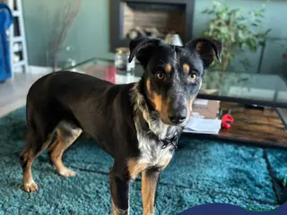 Mixed Breed dogs Meet Dave, currently residing in Aberdeen - Advert 4