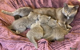 British Shorthair cats for sale: ✨British Shorthair Kittens looking for new family✨ - Advert 3