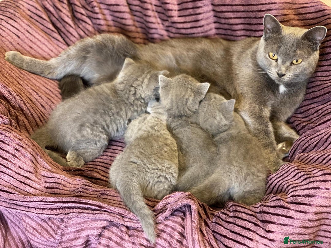 British Shorthair cats for sale: ✨British Shorthair Kittens looking for new family✨ - Advert 3