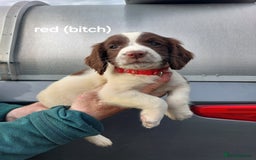 English Springer Spaniel dogs for sale: Springer spaniel pups  - Image 4