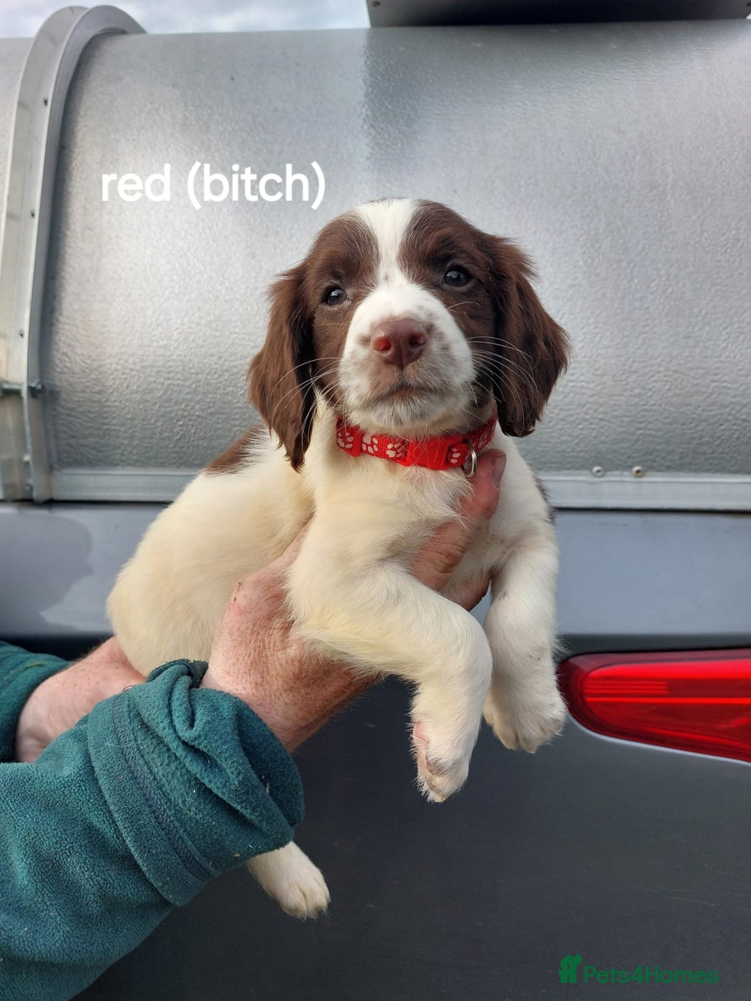 English Springer Spaniel dogs for sale: Springer spaniel pups  - Image 4