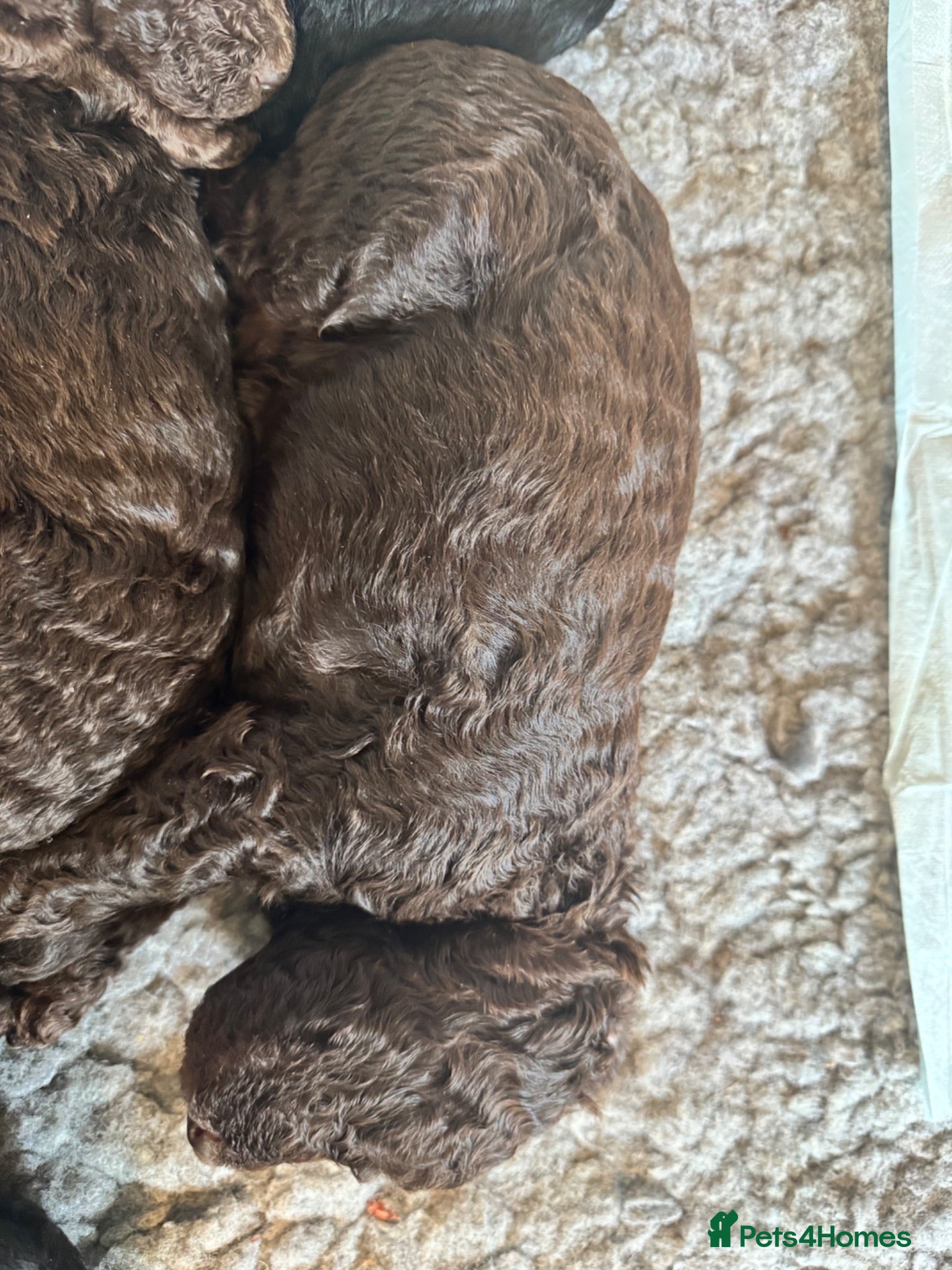 Standard Poodle dogs 4 Standard Poodle KC Puppies available - Advert 2
