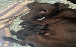 Patterjack dogs for sale: Patterjack and Much wenlock puppies - Image 8