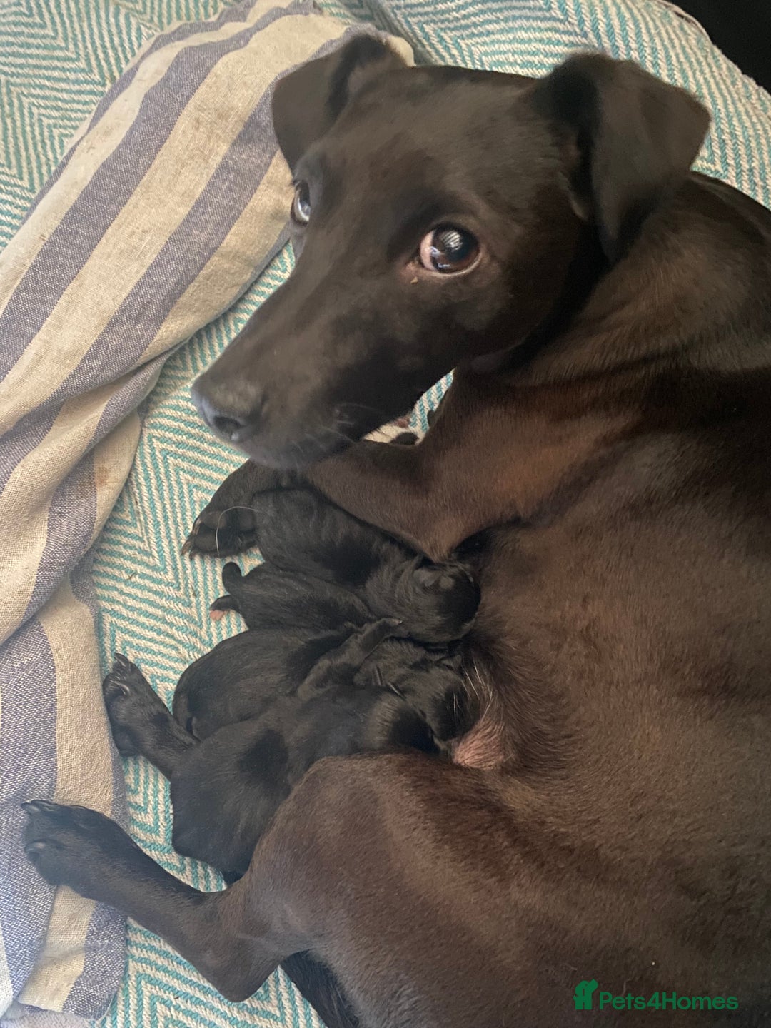 Patterjack dogs for sale: Patterjack and Much wenlock puppies - Image 8
