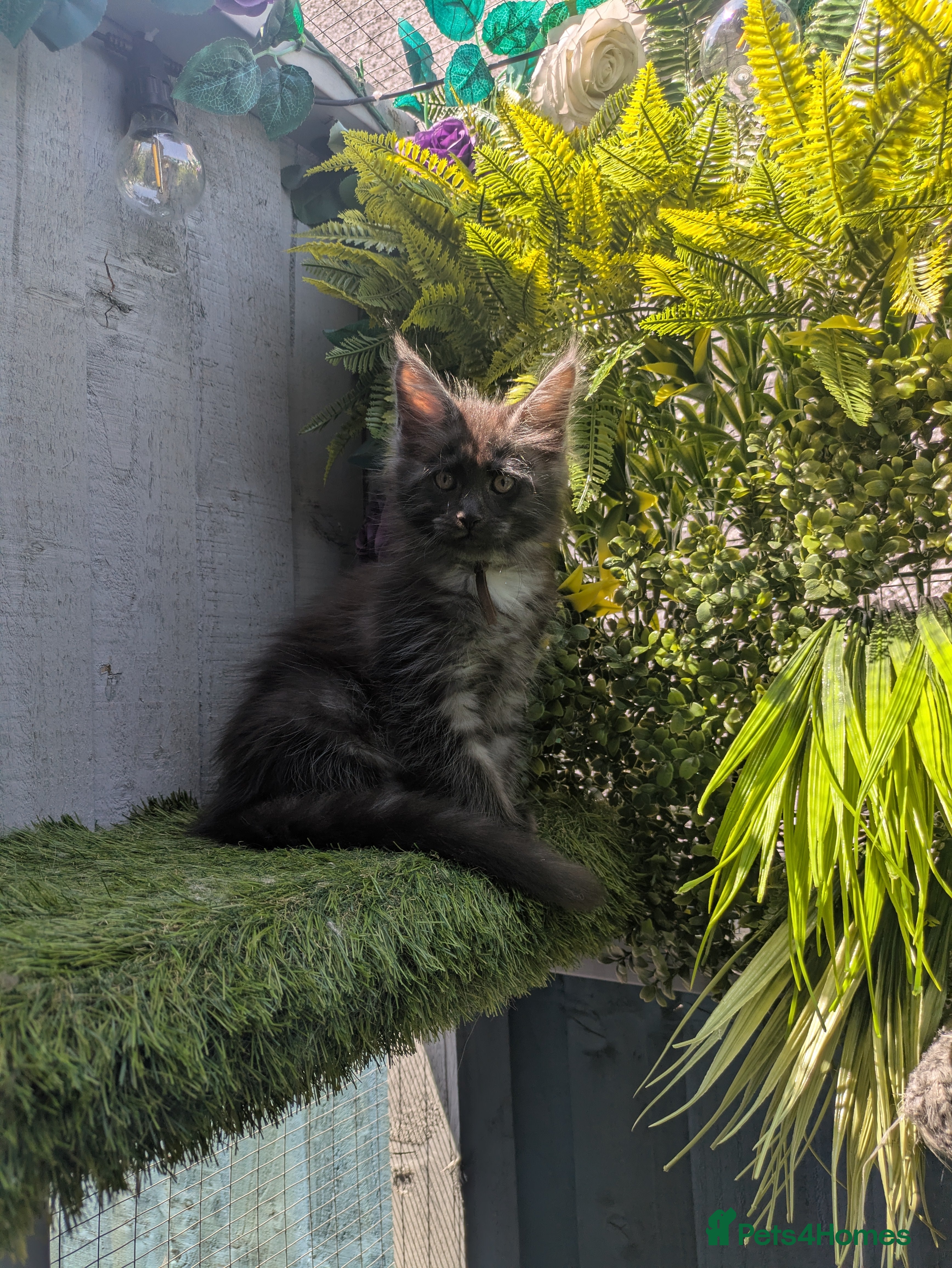 Maine Coon cats Beautiful Maine coon babies  - Advert 2