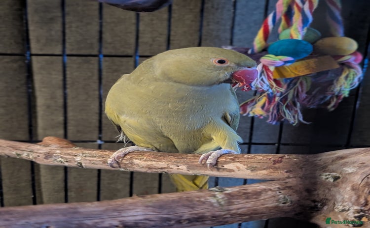 Parrots birds - Advert 16